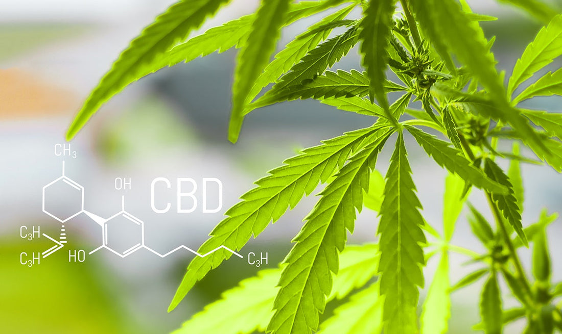CBD Benefits and Side Effects: A Straight forward Guide